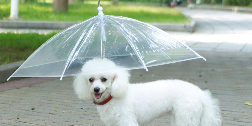 Is jouw hond niet naar buiten te krijgen met regen? Schaf dan deze Dogbrella aan!