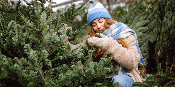 Brrr... Er zitten minstens 25.000 insecten in een kerstboom