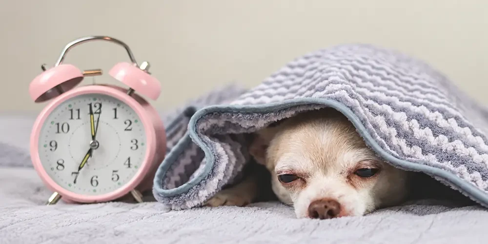 Wintertijd gaat weer in: dít moet je zondag écht doen